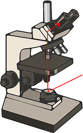 物に光を当てて顕微鏡を使って拡大してみようとしても、物が光の波長より小さいと光があたらないので、物からの光が返ってこない