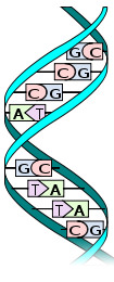 DNAの二重らせん構造