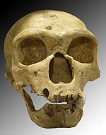 ネアンデルタール人の頭骨